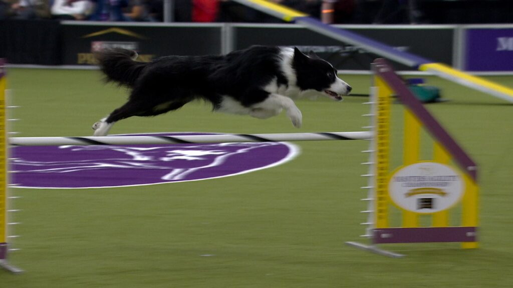 Shelby Cobra the Border Collie Takes 20″ Class at Westminster Dog Show