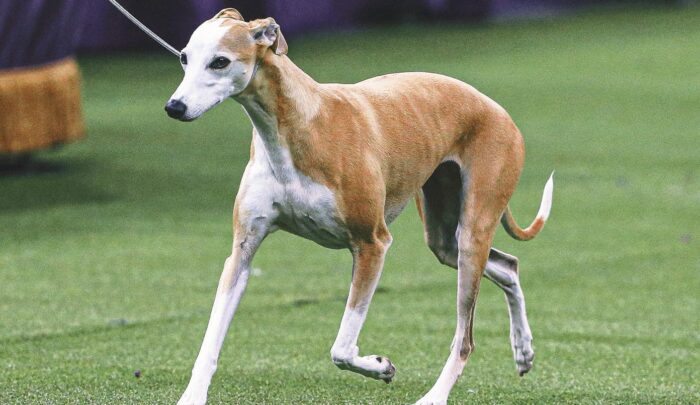 Bourbon the Whippet Shines on Day 1 at Dog Show 2025